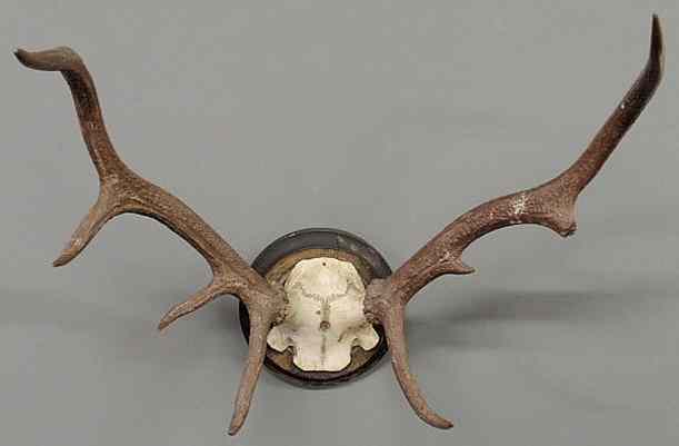 Appraisal: Large Continental stag horn mount with carved circular base h