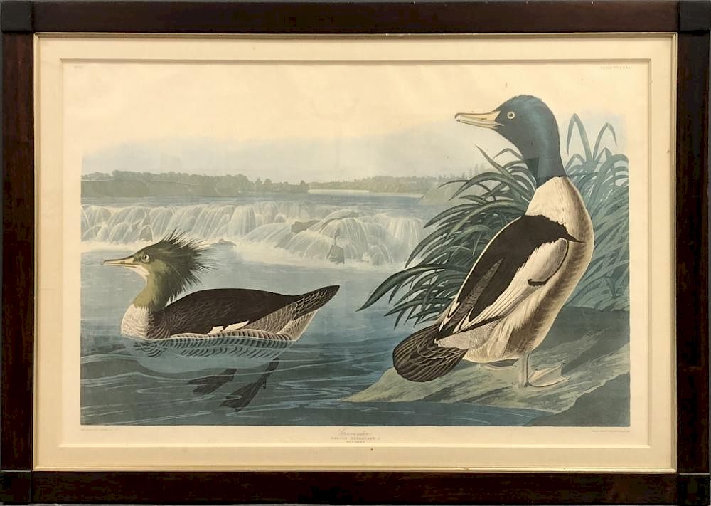 Appraisal: Elephant Folio Goosander after J J Audubon After J J