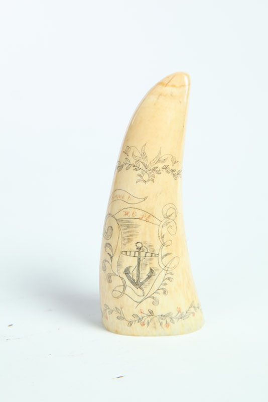 Appraisal: SCRIMSHAW TOOTH American th century Small tooth with black ink