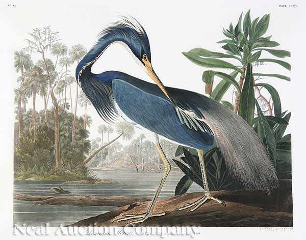 Appraisal: John James Audubon American - Louisiana Heron Plate CCXVII from