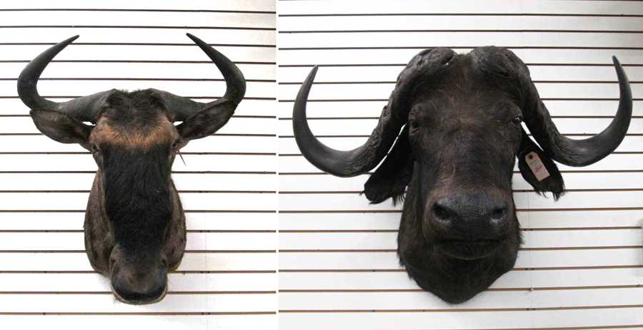 Appraisal: TWO AFRICAN BOVINE TAXIDERMY HEAD SHOULDER MOUNTS Blue Wildebeest from