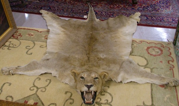 Appraisal: AN AFRICAN LION SKIN FLOOR RUG an adult female the