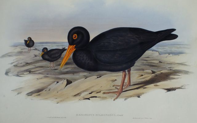 Appraisal: Sooty Oyster-catcher Haematopus Fuliginosus