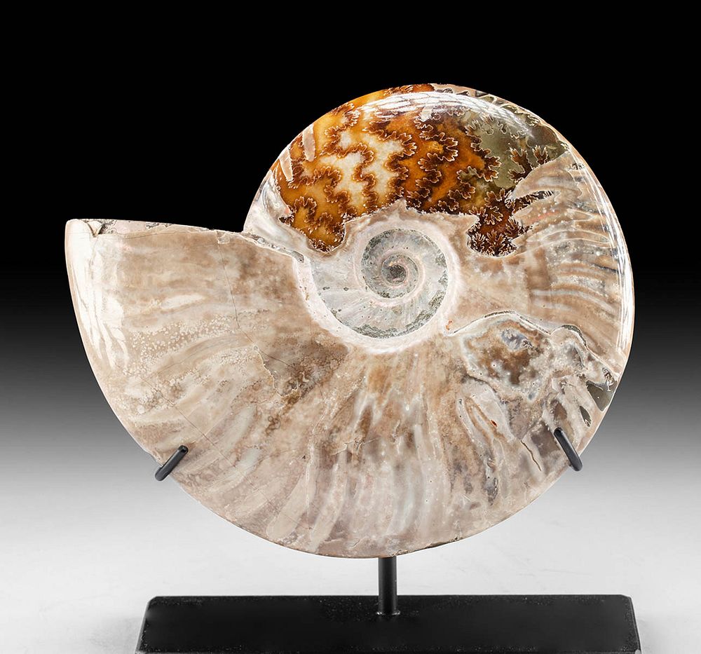 Appraisal: Large Fossilized Ammonite w Stunning Iridescence Ancient seas Paleozoic period