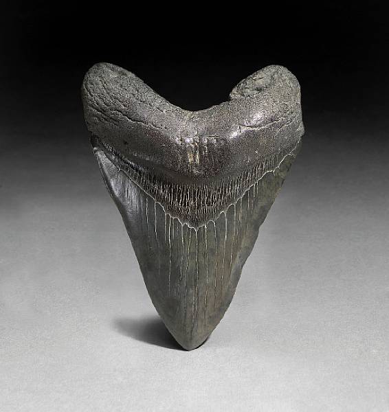 Appraisal: Carcharocles megalodon Miocene Morgan River South Carolina Carcharocles megalodon was