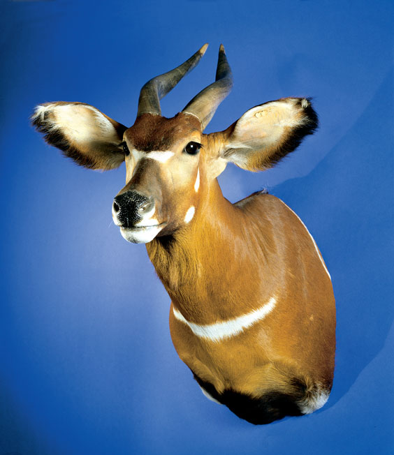 Appraisal: SCARCE BONGO MOUNT Tragelaphus eurycerus Bongos are one of the