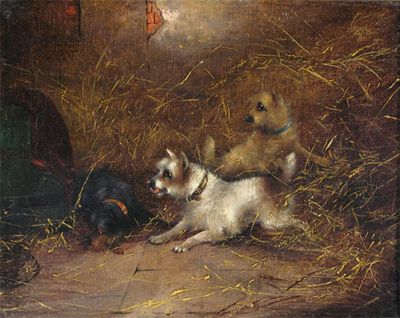 Appraisal: Attributed to George Armfield Terriers ratting Oil on canvas x