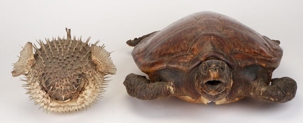 Appraisal: Two Taxidermy Specimens Two Taxidermy Specimens Blow Fish and Sea