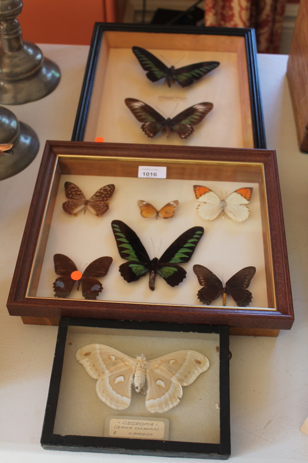 Appraisal: Two cases of butterflies and a cased moth