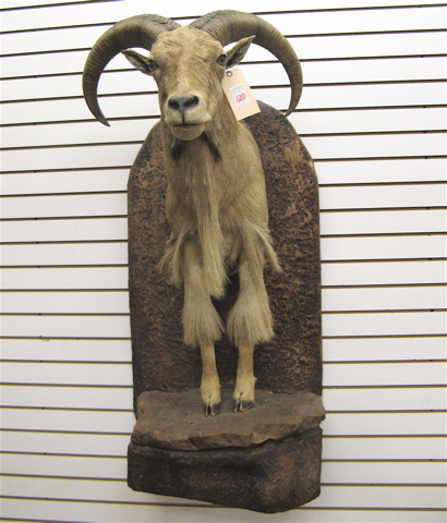 Appraisal: BARBARY SHEEP Ammotragus lervia trophy half mount on wall-mount rock