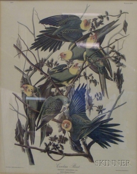 Appraisal: Framed Print After John James Audubon Carolina Parrot identified within