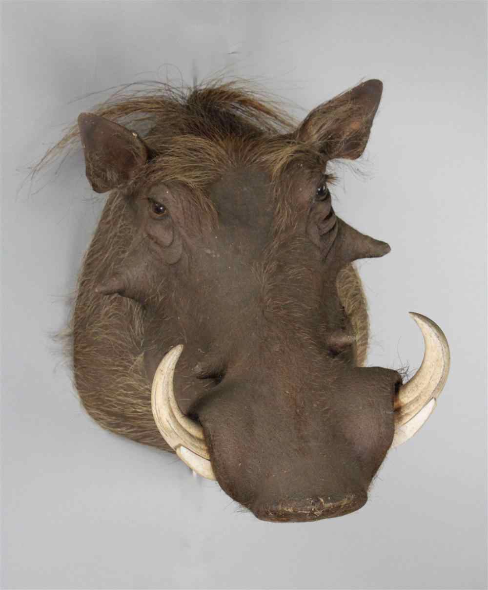 Appraisal: EAST AFRICAN WARTHOG TAXIDERMY SHOULDER MOUNT LABELED ''JAMES L CLARK