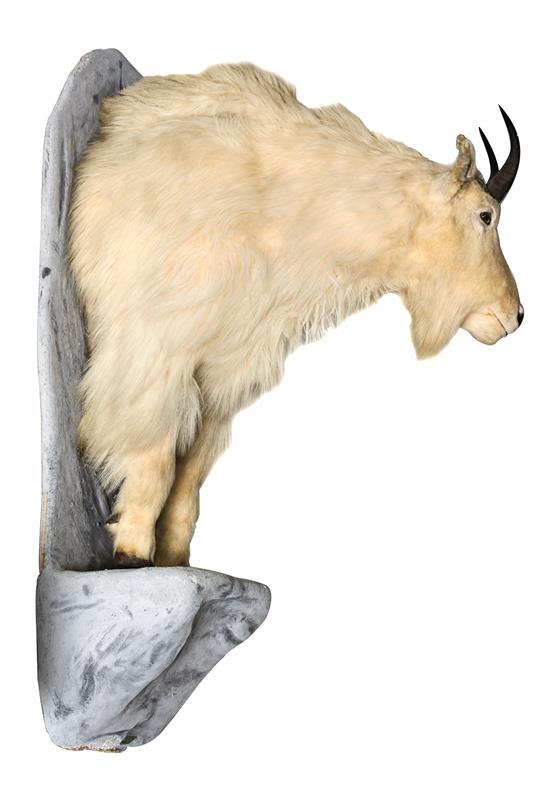 Appraisal: Sale Lot A Half Body Mountain Goat Mount -