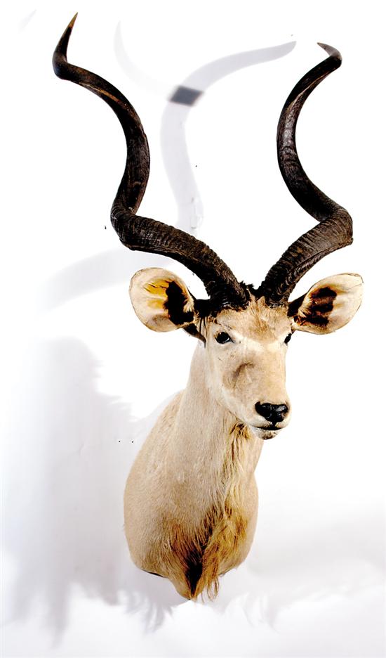 Appraisal: Taxidermy kudu specimen shoulder mount H Other Notes Purchasers are