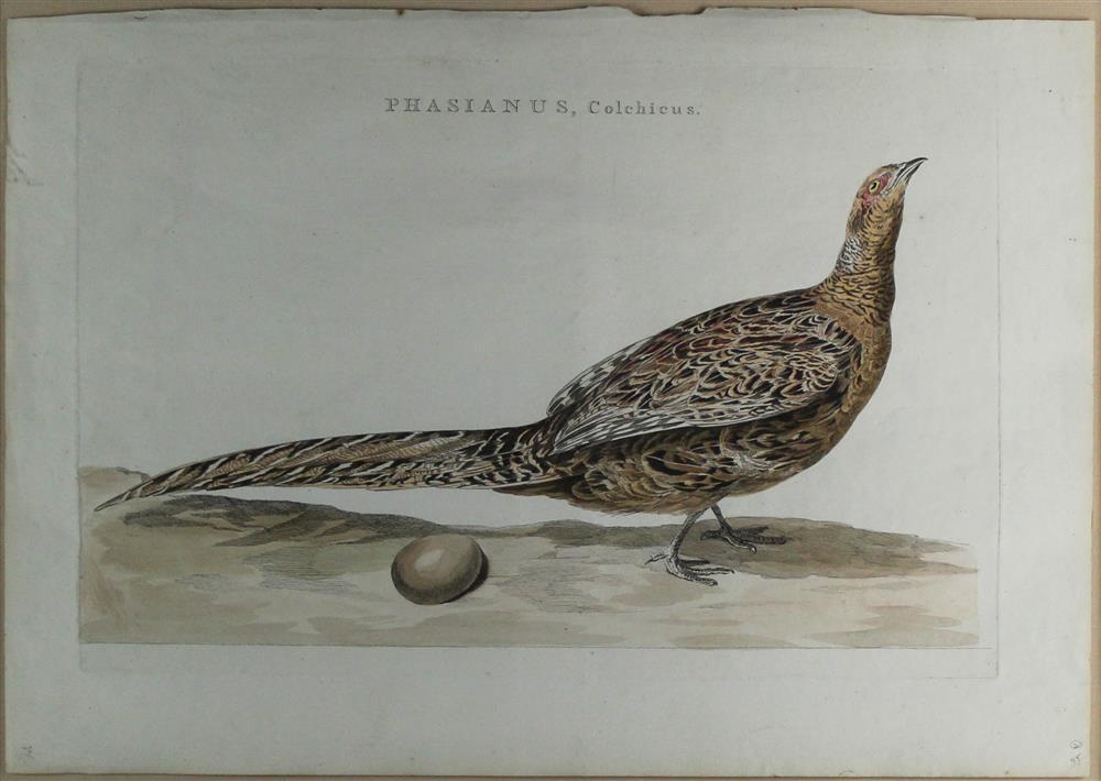 Appraisal: CORNELIUS NOZEMAN DUTCH - PHASIANUS COLCHICUS COMMON PHEASANT Engraving with