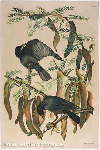 Appraisal: John James Audubon American - Fish Crow Plate chromolithograph from