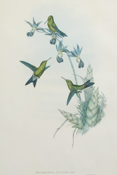 Appraisal: John Gould American - Erythronota Elegans Lithograph with some iridescent