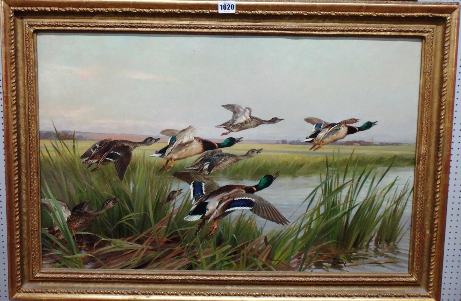 Appraisal: Thomas Blinks - Mallard in flight oil on canvas signed