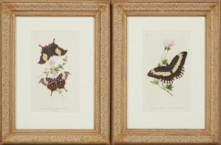 Appraisal: Pair of English Butterfly Prints th c present Pair of