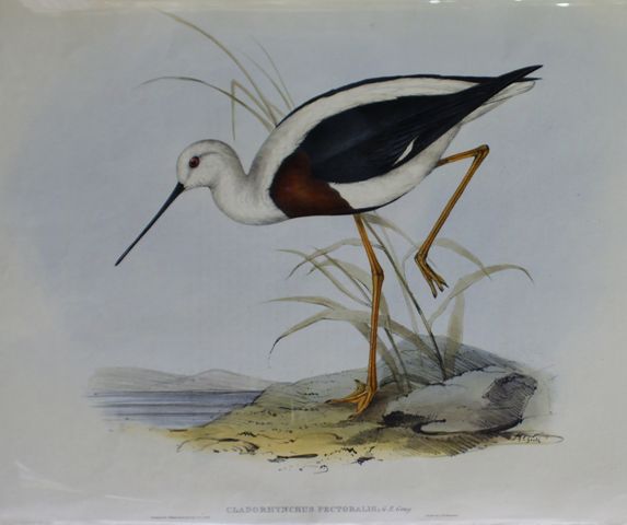 Appraisal: Banded Stilt Cladorhynchus Pectoralis Lithograph by Elizabeth Gould