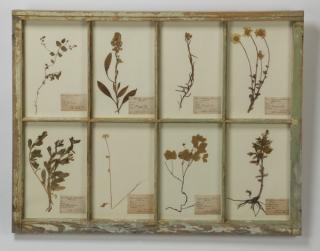 Appraisal: Botanical display pressed flowers w vintage window Botanical display having