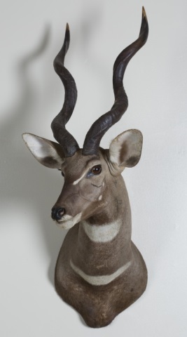 Appraisal: Lesser Kudu Trophy Mount Safari Club International Kenya July Silver