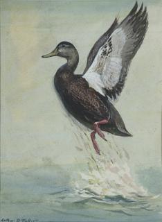 Appraisal: Arthur D Fuller - Leaping Black Duck signed Arthur D