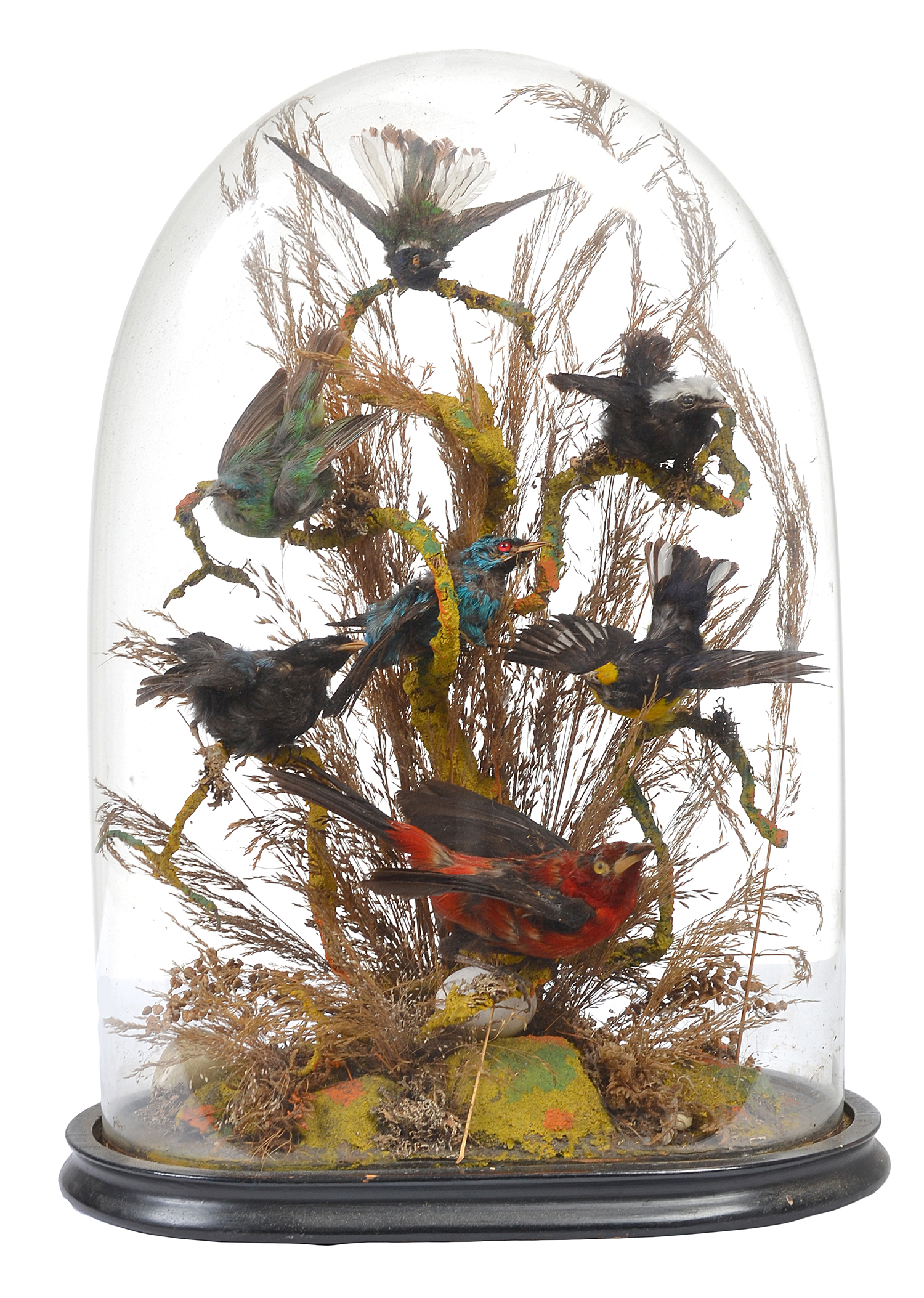 Appraisal: TAXIDERMIED BIRD DIORAMA INCLUDING SEVEN BIRDS UNDER A GLASS DOME