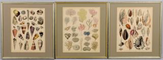 Appraisal: Sea Shell and Coral Prints Group of early German natural