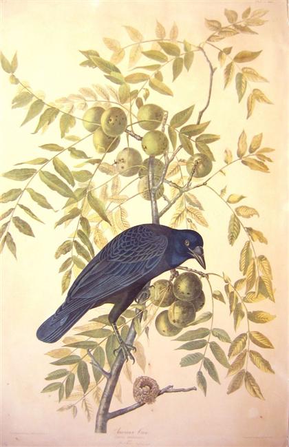 Appraisal: piece Chromolithograph Audubon J ohn J ames American Crow New