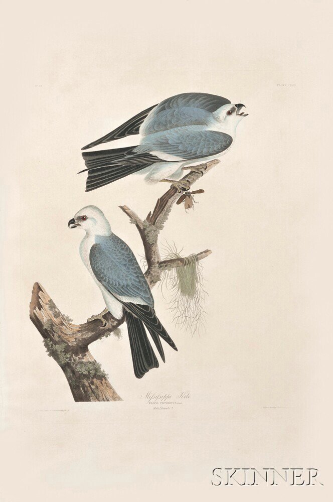 Appraisal: Audubon John James - Mississippi Kite Plate CXVII from Birds