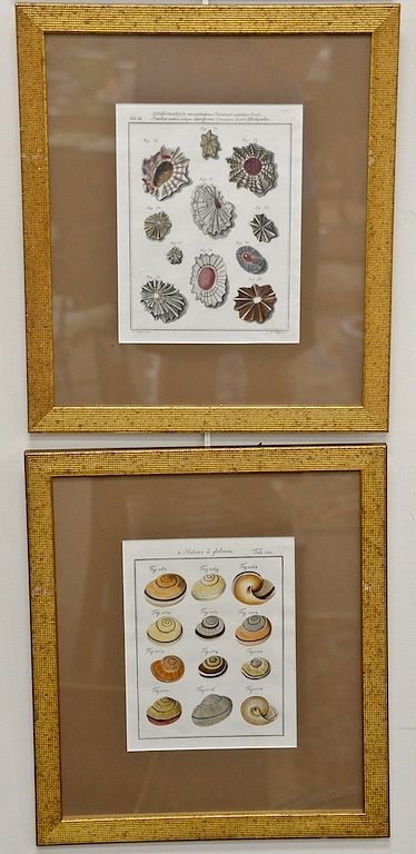 Appraisal: Andreas F Happe Shell Studies six hand colored engravings by