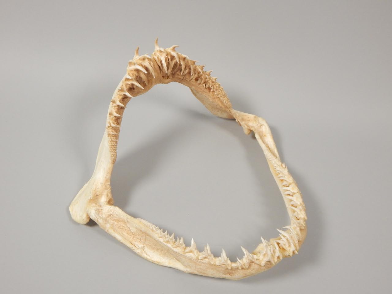 Appraisal: A sand tiger shark jaw caught off Florida weighting lbs