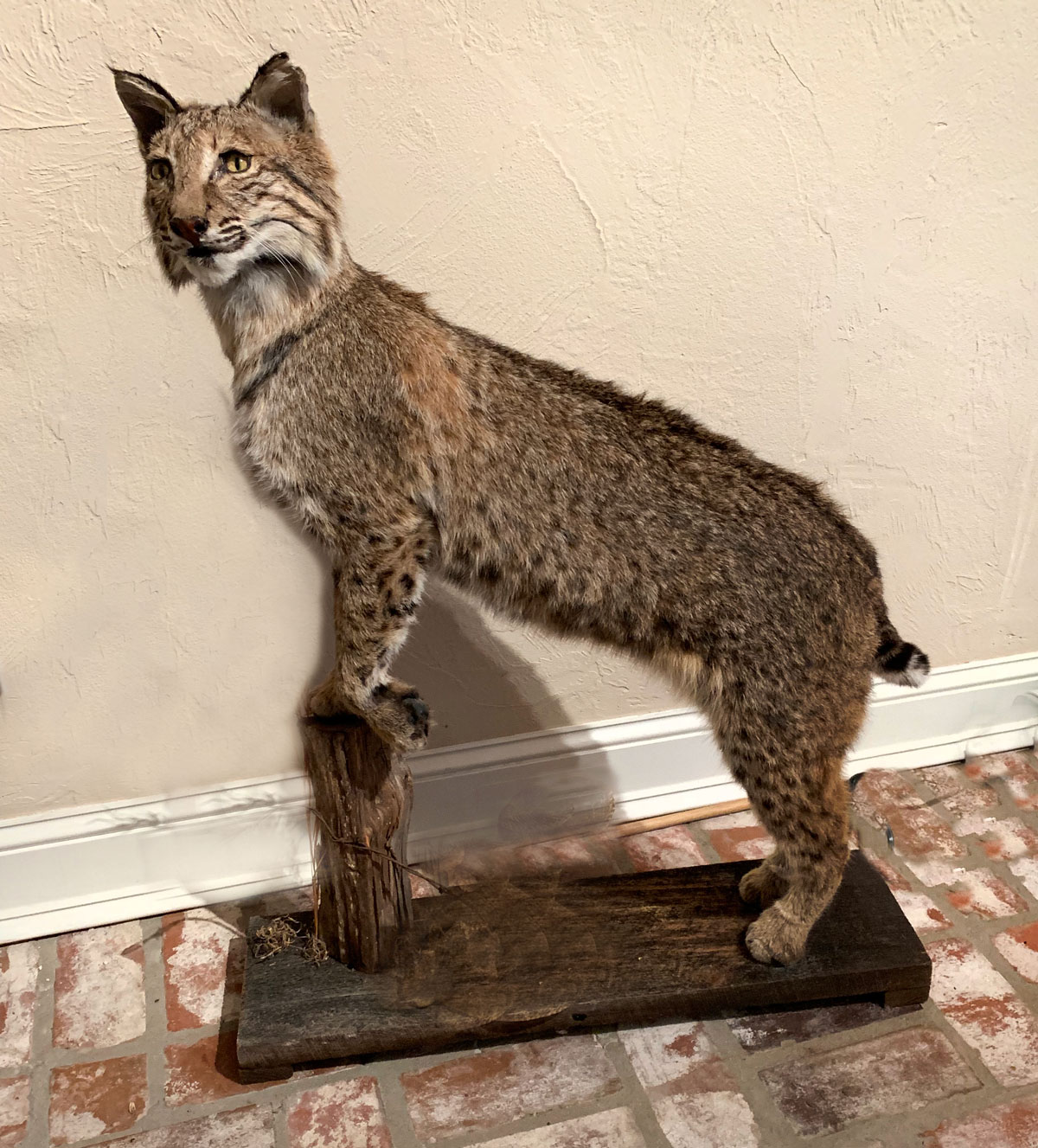 Appraisal: TAXIDERMY BOB CAT Full body taxidermy Bob Cat mounted on