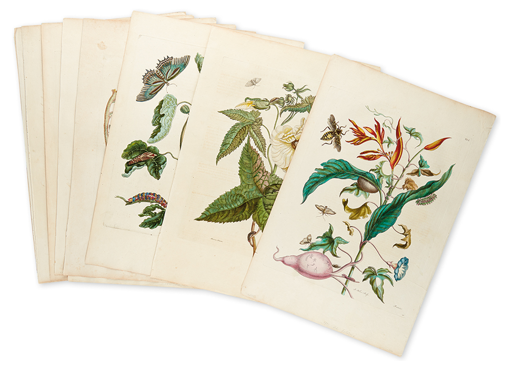 Appraisal: MERIAN MARIA SYBILLA Ten hand-colored engraved plates extracted from Metamorphosis