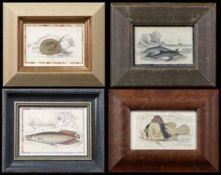 Appraisal: Group of Four Small Colored Prints Sudis Gigas Diploprion Bifaciatum