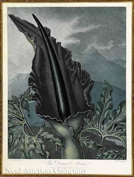 Appraisal: Dr Robert John Thornton Publisher English - The Dragon Arum