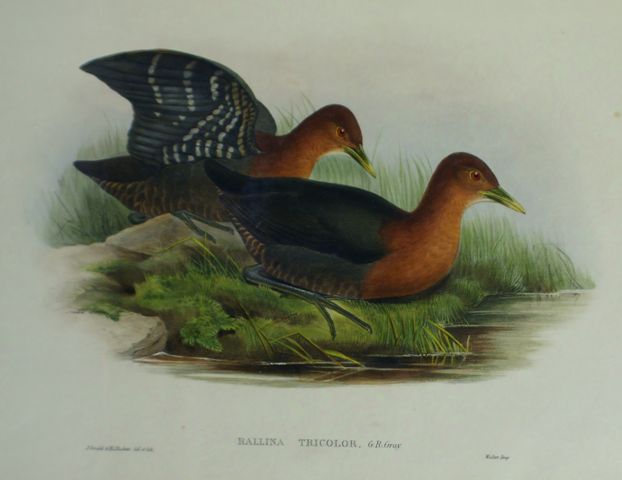 Appraisal: Red-necked Rail Rallina Tricolor