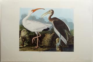 Appraisal: John James Audubon - White Ibis No Plate Amsterdam edition