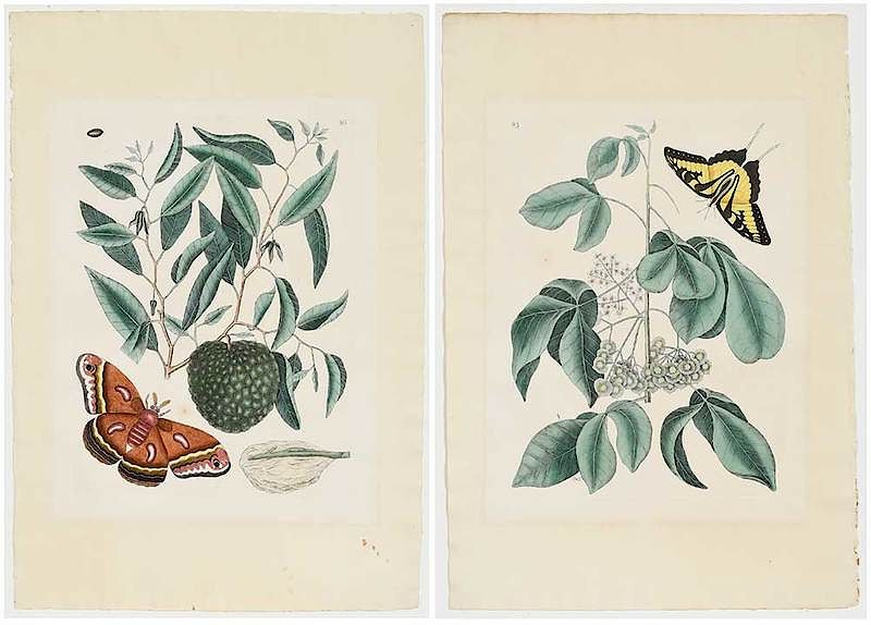 Appraisal: Mark Catesby British - Two plates Tiger Swallowtail Common Hoptree