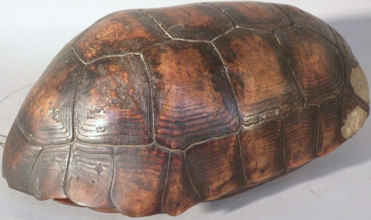 Appraisal: A thC tortoiseshell carapace cm