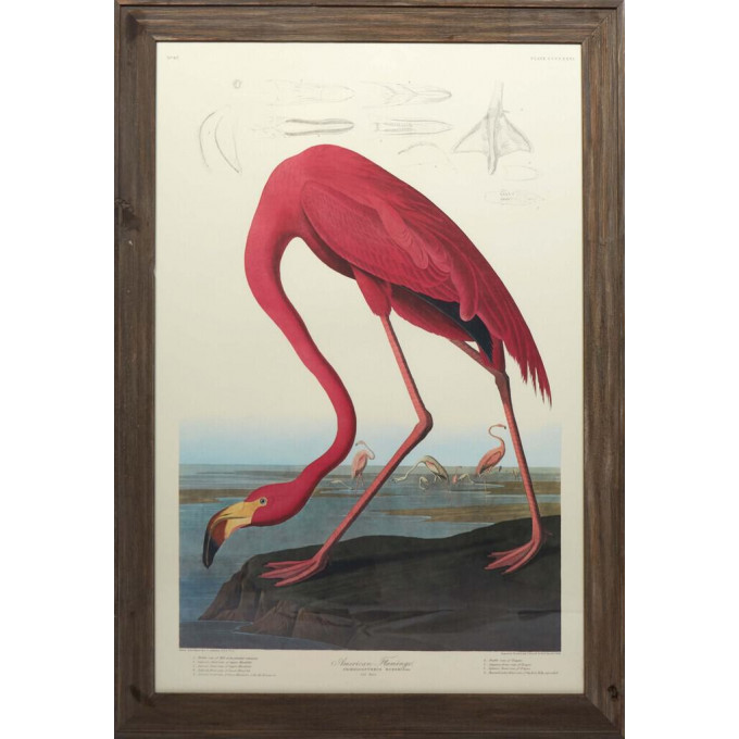 Appraisal: John James Audubon Haitian American - American Flamingo Phoenicoptenus Ruber