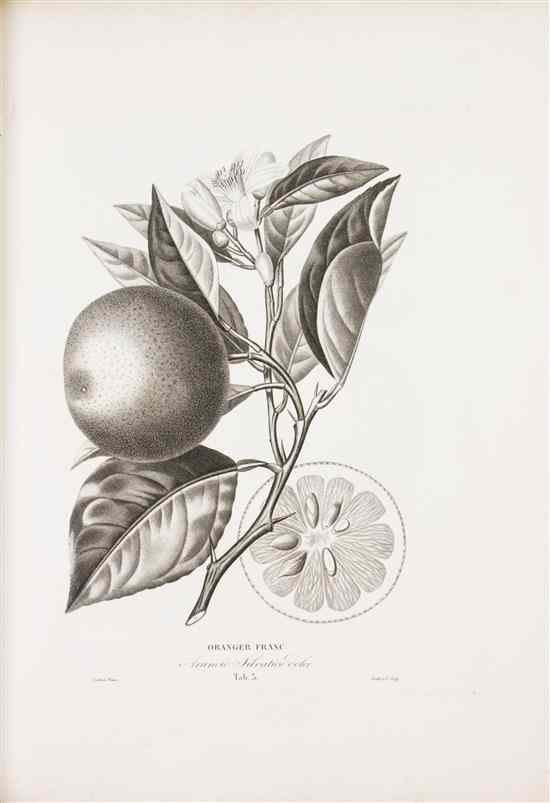 Appraisal: BOTANY FRENCH RISSO A AND POITEAU P A Histoire Naturelle