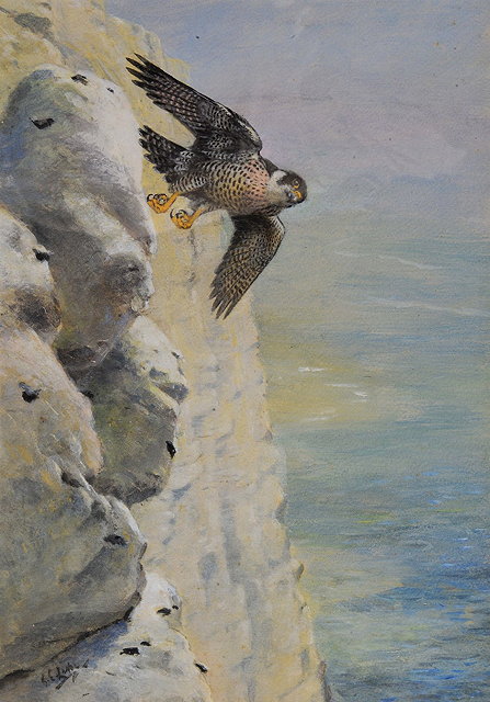 Appraisal: GEORGE EDWARD LODGE - Peregrine in flight from a vertical