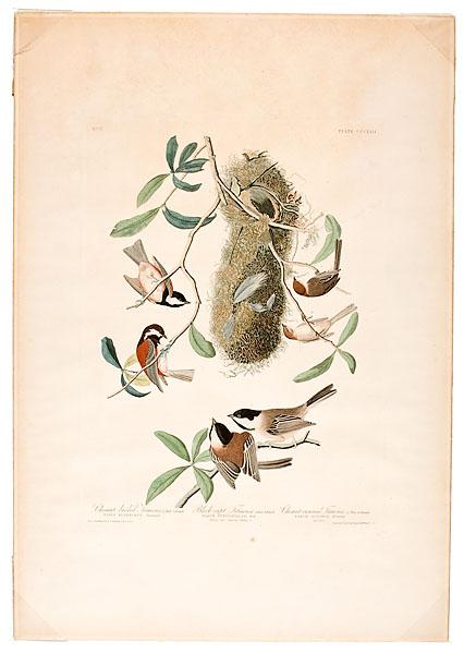 Appraisal: AUDUBON HAVELL EDITION PLATE CCCLIII BLACK CAPT TITMOUSE hand-colored engraving