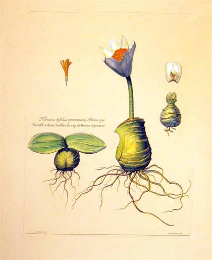 Appraisal: piece Hand-Colored Engraving Nicholas Robert Narcissus biofotius promontory - Bonae