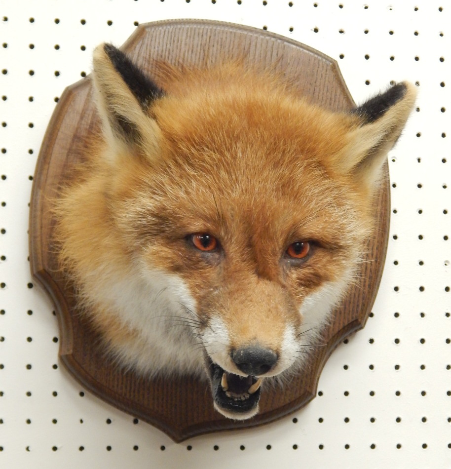 Appraisal: A taxidermied fox head and neck with oak shield mount