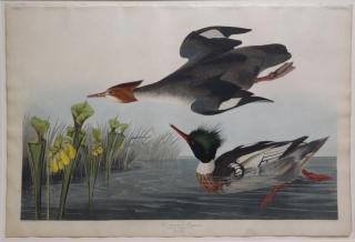 Appraisal: AUDUBON John James Red-Breasted Merganser Mergus Serrator Plate CCCCI Engraving