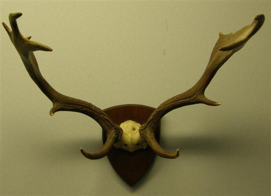 Appraisal: Pair of mounted stag horns point to point Pair of