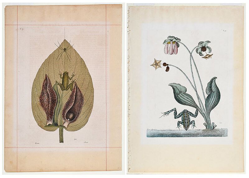 Appraisal: Mark Catesby British - Two plates from The Natural History